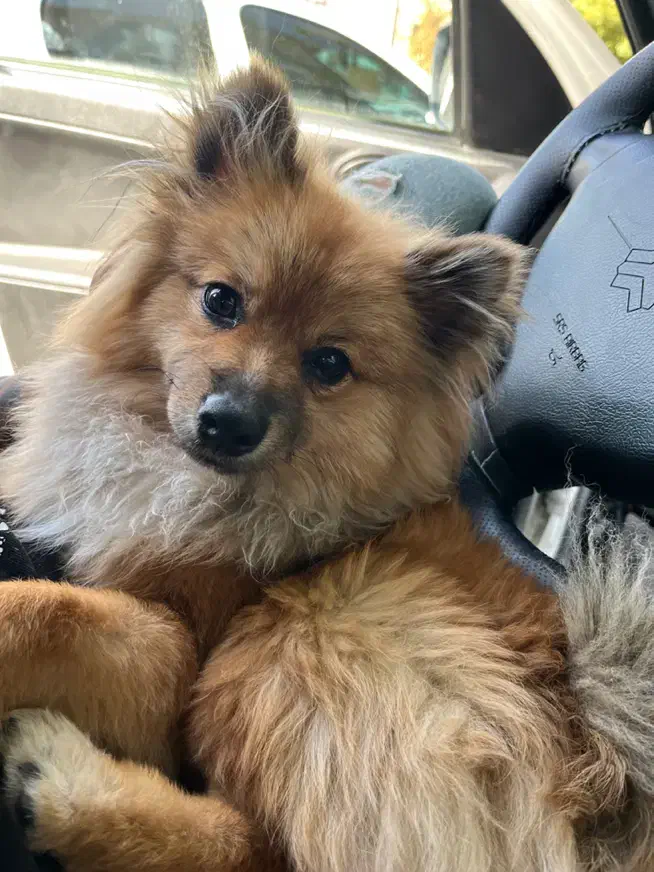 واگذاری سگ پامر|سگ|پرند, فاز ۵|دیوار