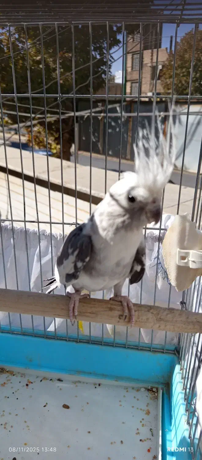 عروس هلندی ماده البینو دوکت مولد کارداده رنگخاص|پرنده|کوهدشت, |دیوار