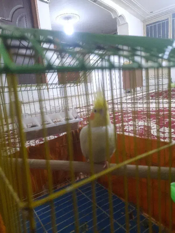 عروس هلندی|پرنده|فولادشهر, B7|دیوار