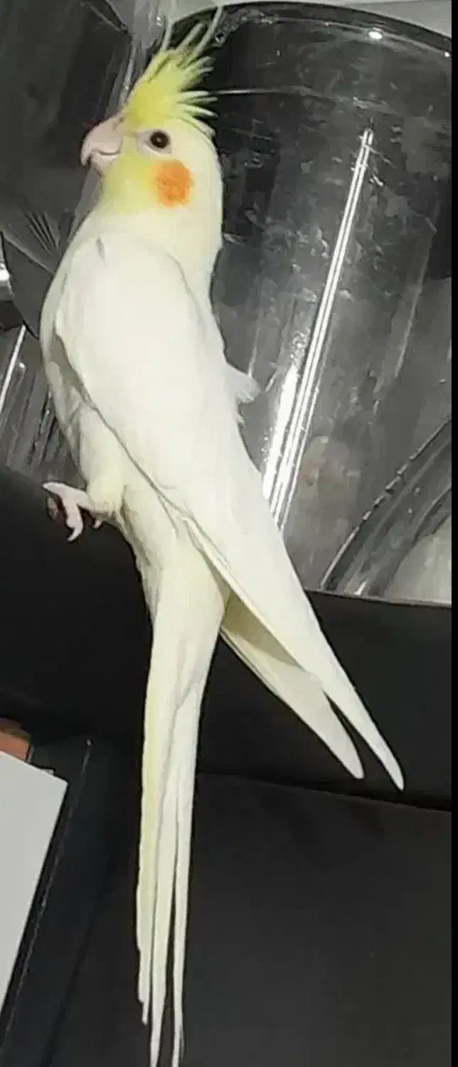 عروس هلندی|پرنده|قروه, |دیوار