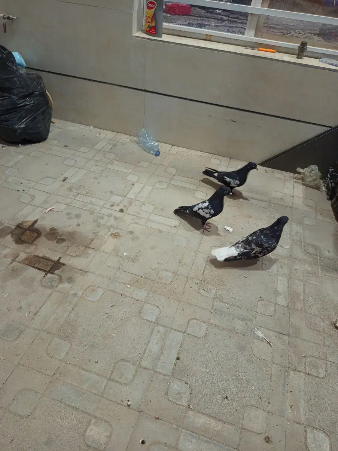 سرور دم سفید سینه سیاه|پرنده|داراب, |دیوار