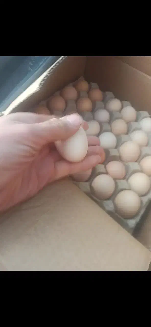 تخم مرغ محلی ارگانیک|خوردنی و آشامیدنی|قم, پردیسان|دیوار