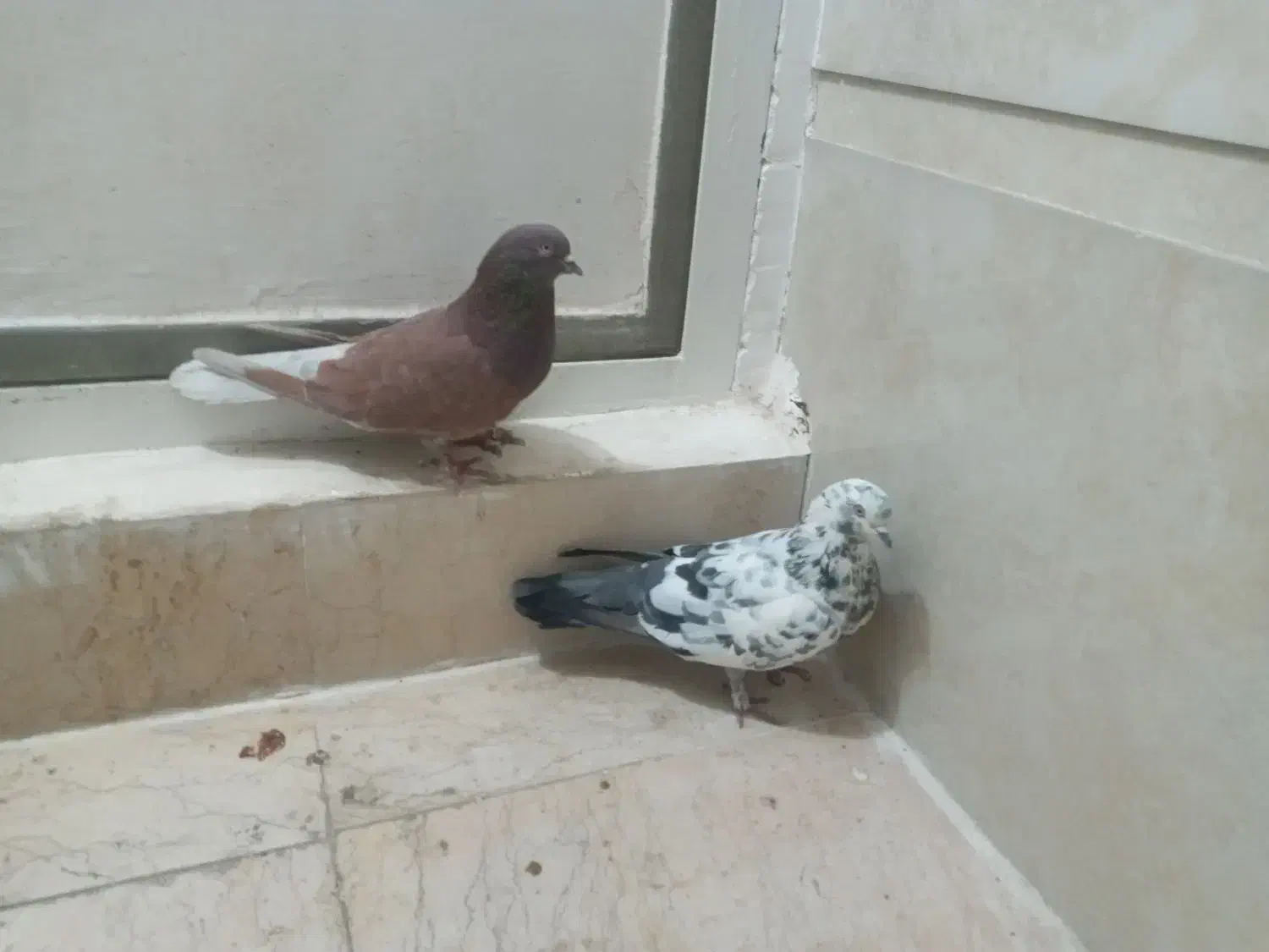 کفتر وجوجه|پرنده|قم, هفت تیر|دیوار