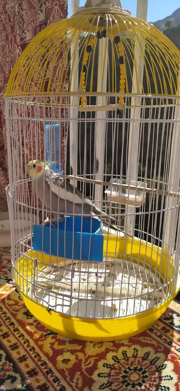 عروس هلندی|پرنده|پاوه, |دیوار