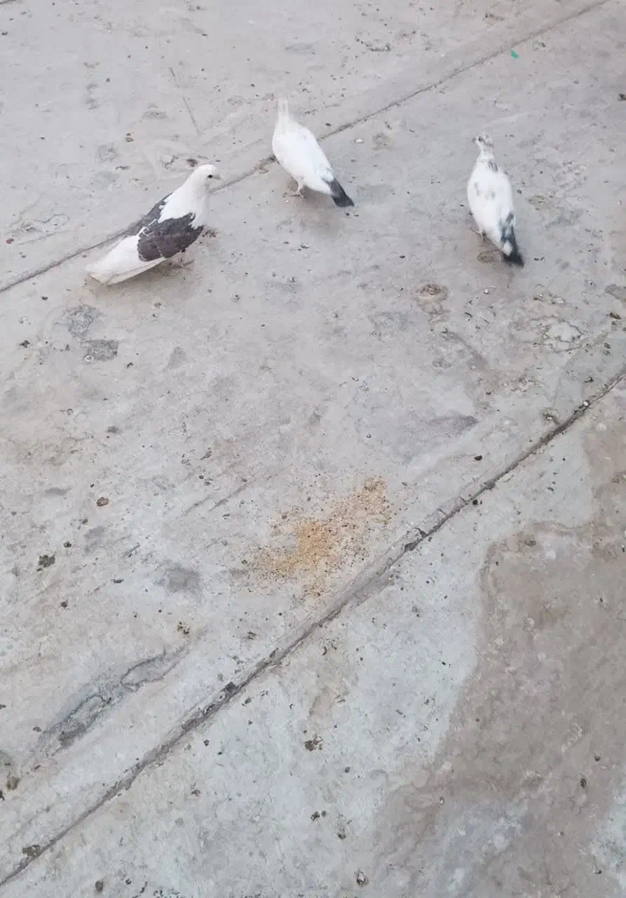 کبوتر|پرنده|مبارکه, |دیوار