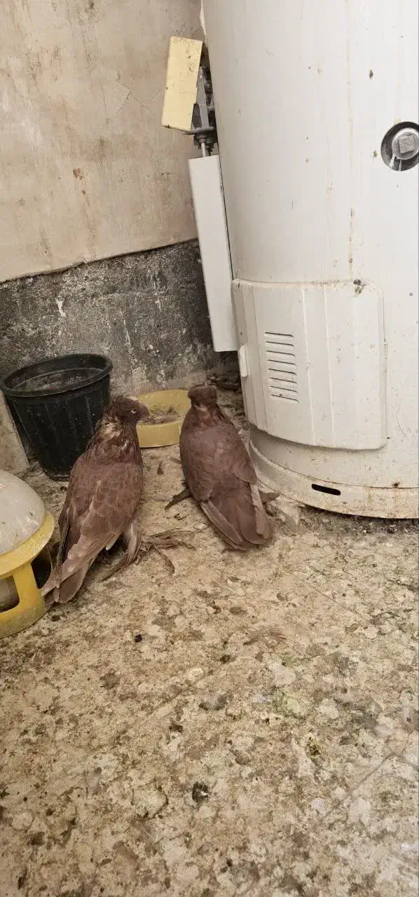 رواعب رواعبی دوکاکل|پرنده|قم, شهرک سازمان آب|دیوار