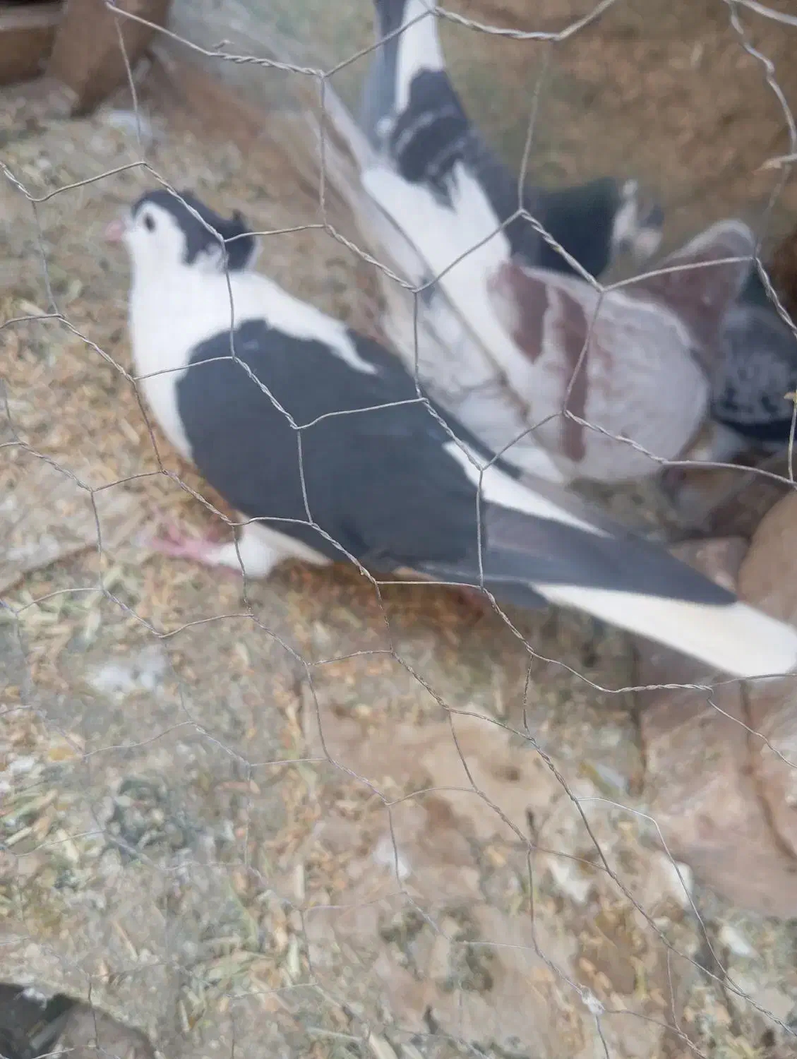 کبوتر|پرنده|زابل, |دیوار