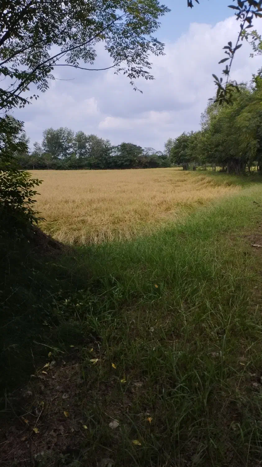 برنج هاشمی آستانه|خوردنی و آشامیدنی|اسلامشهر, مظفریه|دیوار