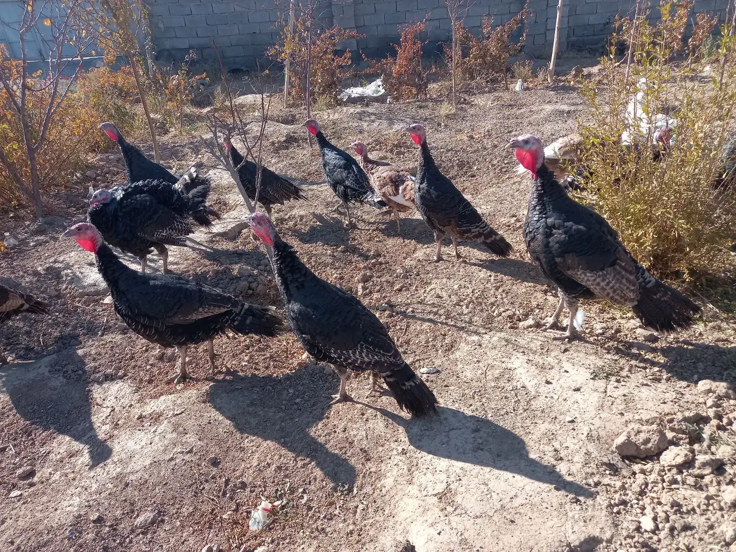 ۱۰عدد بوقلمون نروماده ۴۰عدد مرغ گلپایگانی ۸ماهه|حیوانات مزرعه|فرمهین, |دیوار