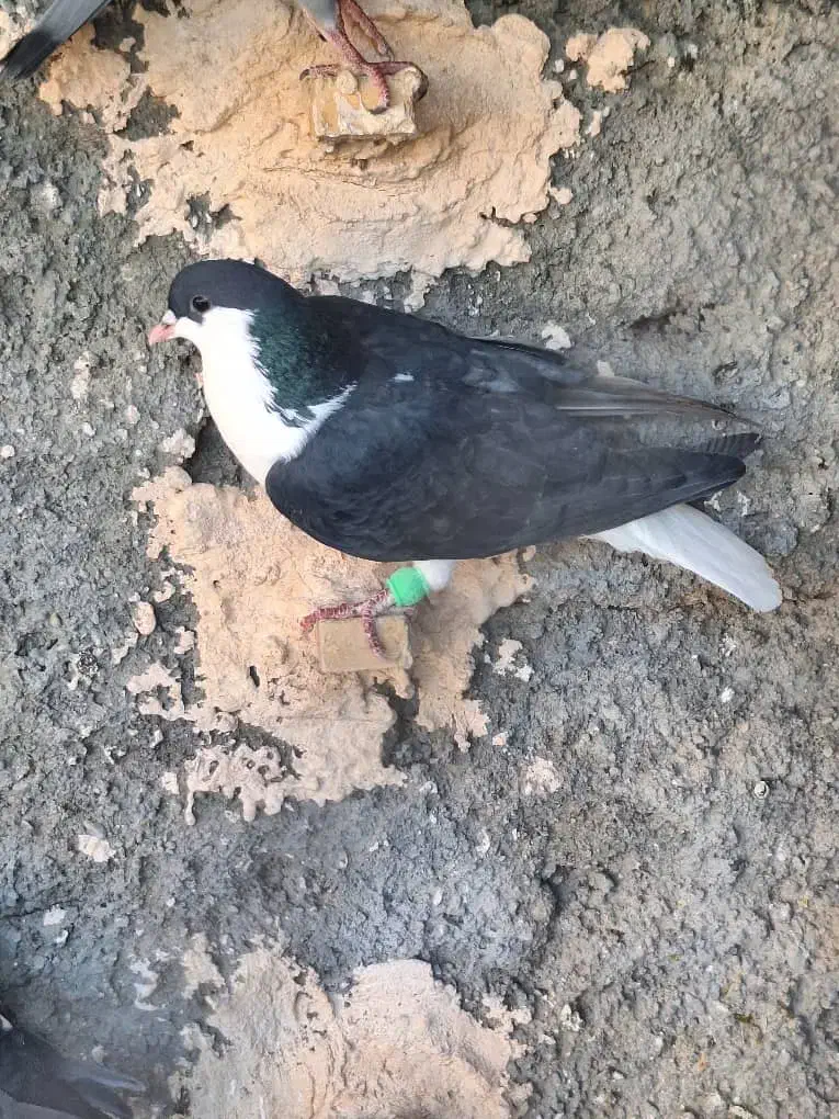 کفتر ساده سیاه|پرنده|مه ولات, |دیوار