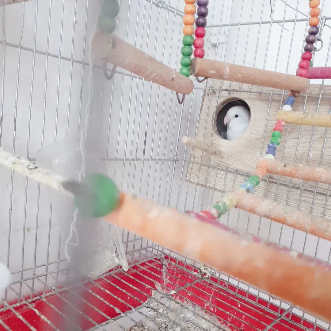 طوطی برزیلی گم شده|حیوانات|سرپل ذهاب, |دیوار