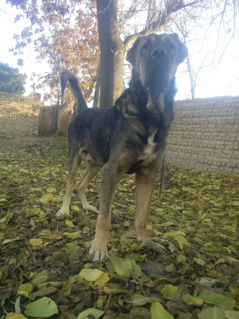 تعدادی سگ سرابی و عراقی|سگ|هشتگرد, شهرک بعثت|دیوار