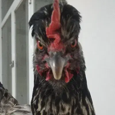 مرغ کردی|حیوانات مزرعه|کرمانشاه, |دیوار