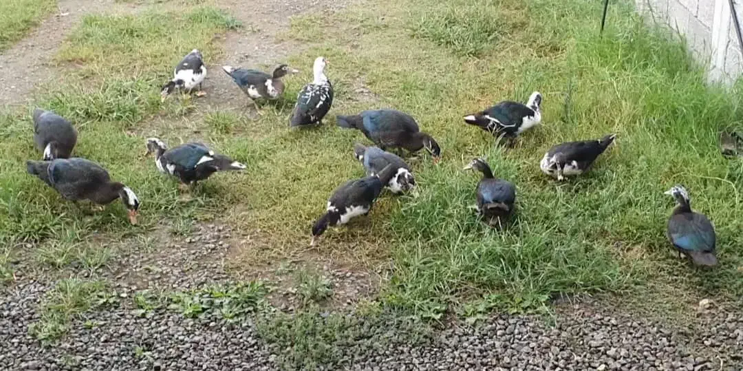 فروش اردک اسرائیلی در تالش|حیوانات مزرعه|تالش, هشتپر|دیوار