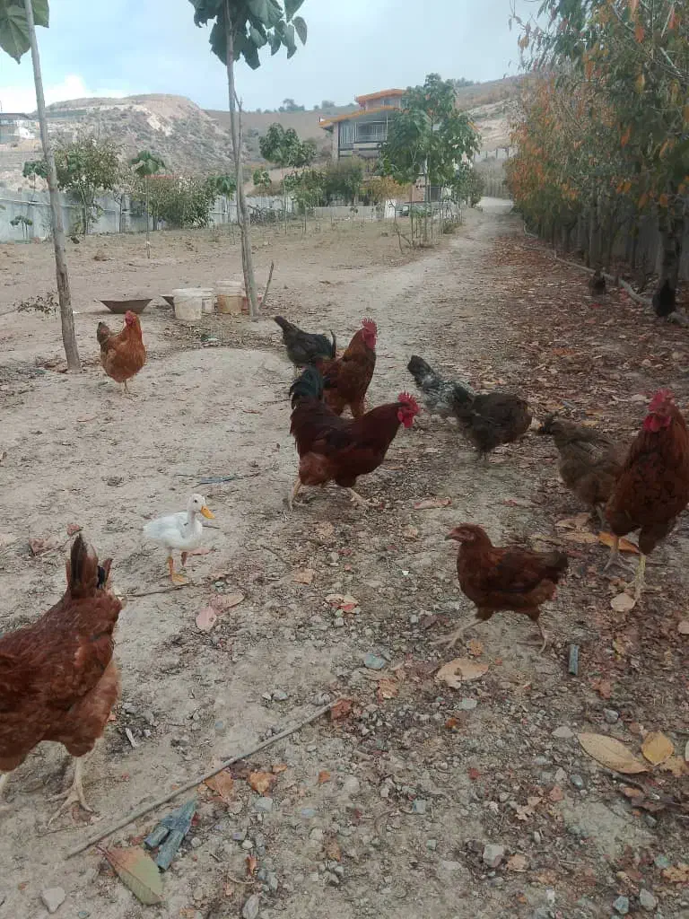 فروش مرغ و خروس و اردک|حیوانات مزرعه|ساری, |دیوار