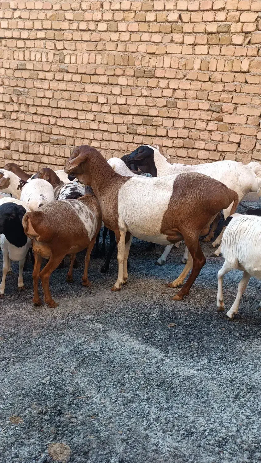 میش وبره|حیوانات مزرعه|بروجرد, |دیوار