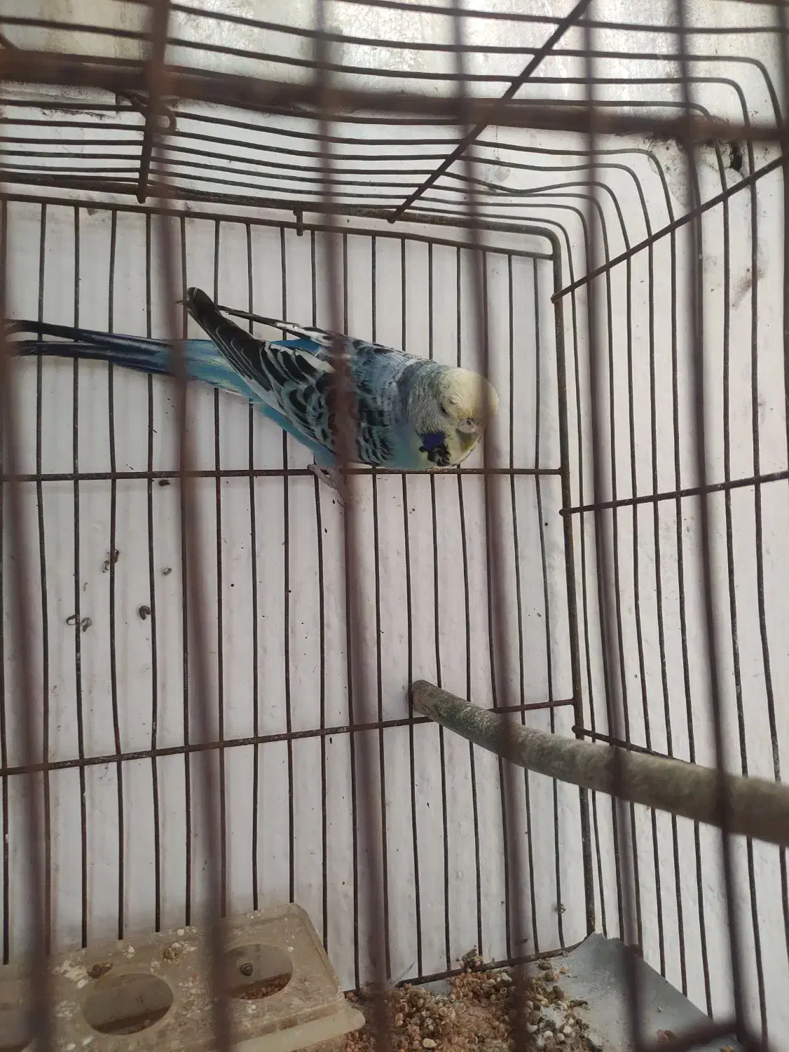 معاوضه مرغ عشق انگلیسی ماده با رنگ دیگه|پرنده|سرخرود, |دیوار