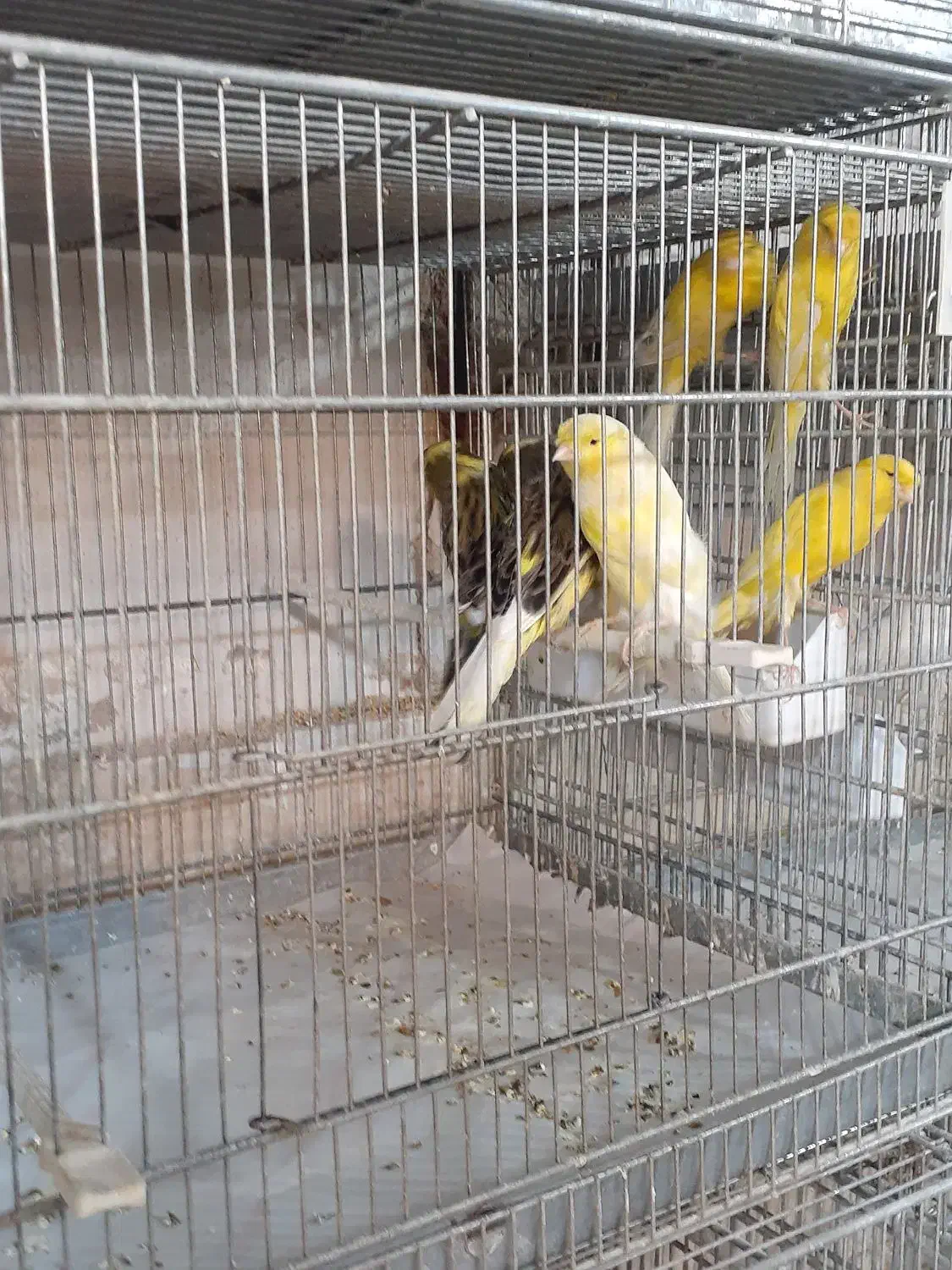 رسمی بلندماده|پرنده|قم, زاد|دیوار