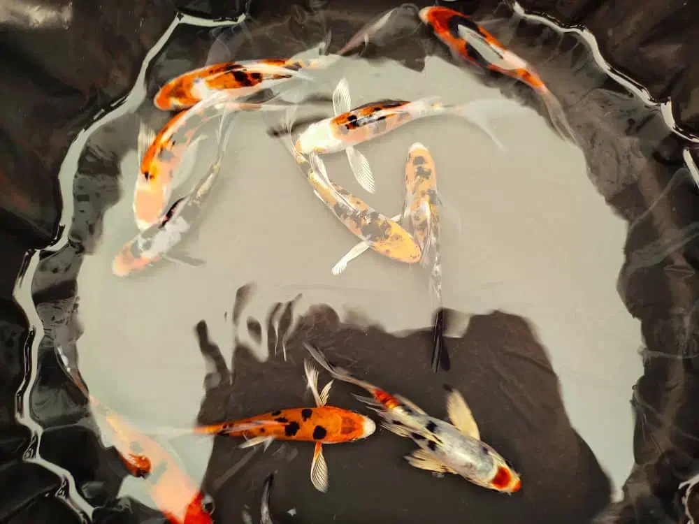 ماهی کوی آب سرد استخری و آبگرم|ماهی|نجفآباد, فاز ۲ شهرک آزادگان|دیوار