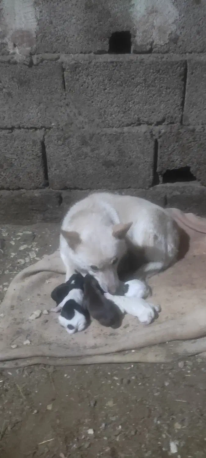 یک جفت اشپیز آلمانی اورجینال|سگ|خسروشاه, |دیوار