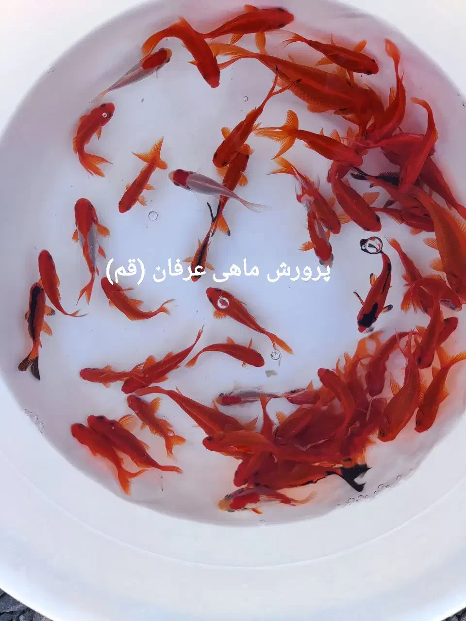 ماهی قرمزعید|ماهی|کاشان, الغدیر|دیوار