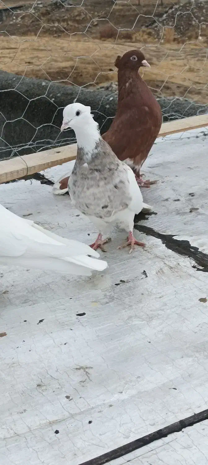 کبوتر|پرنده|سنندج, |دیوار