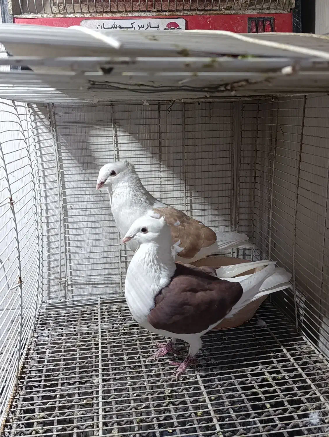 کفتر|پرنده|مشهد, نیزه|دیوار