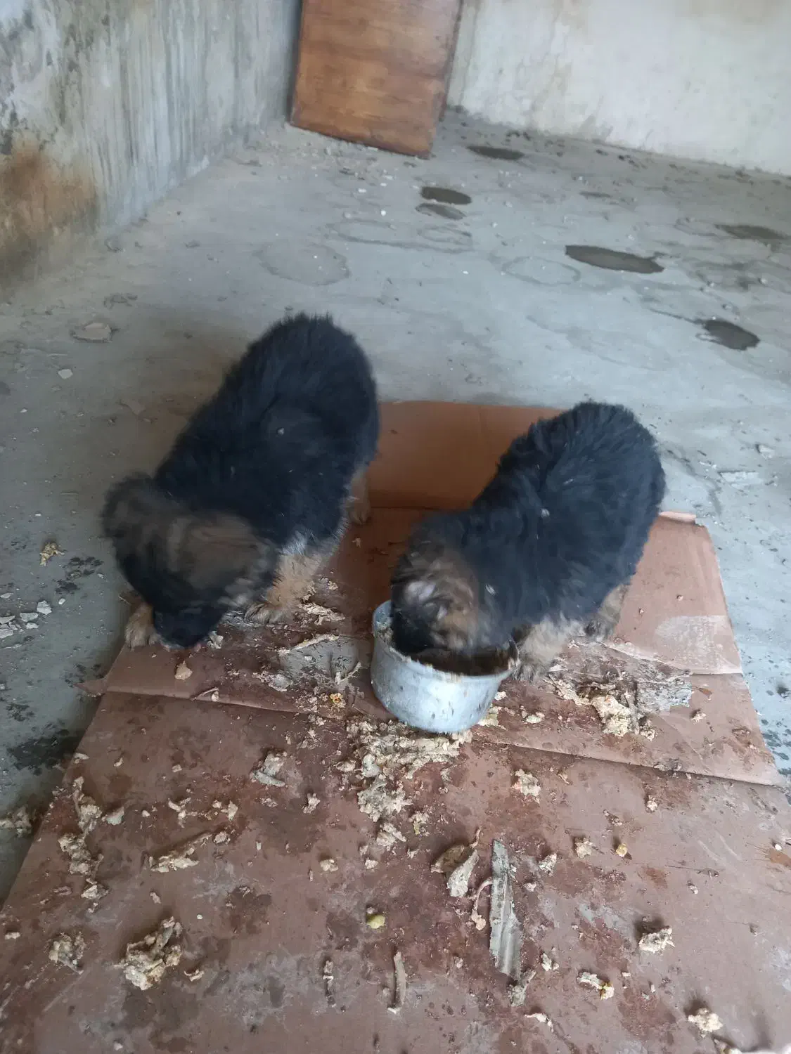 شاه توله ژرمن|سگ|اسلام‌شهر, شهرک مفیدی|دیوار