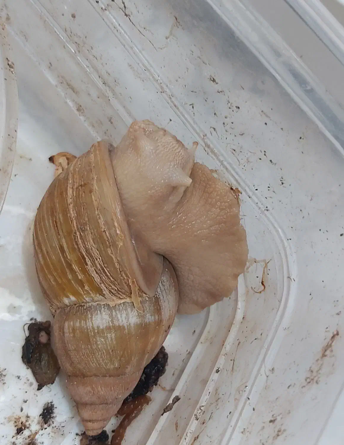 حلزون|خزنده|تفت, |دیوار