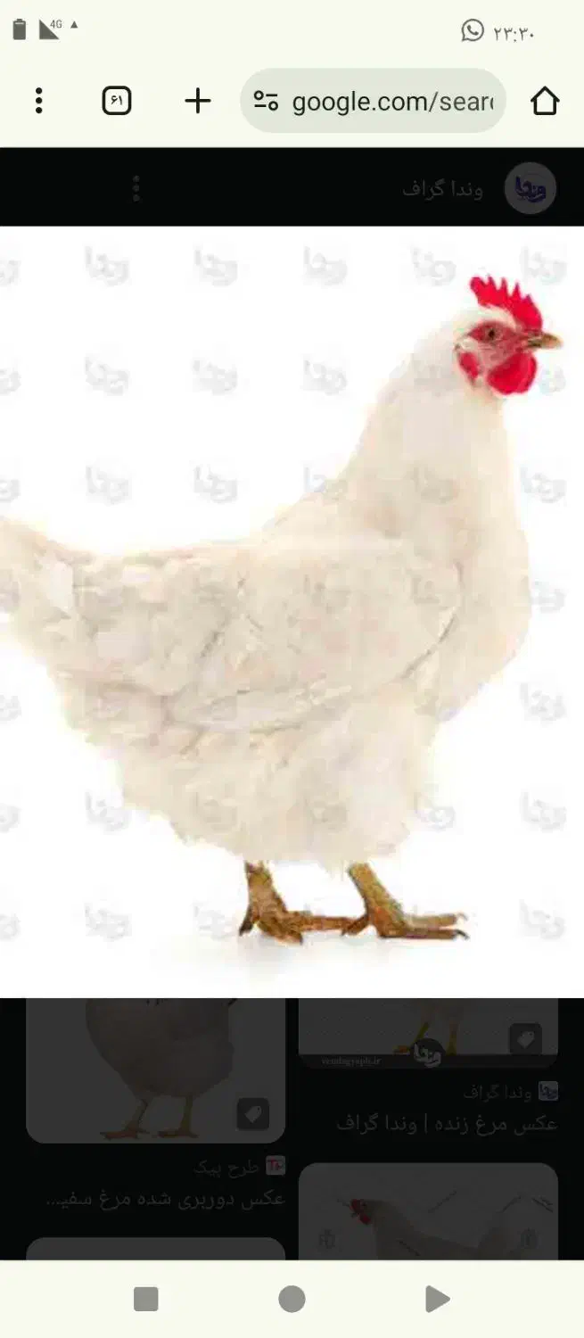 شاگرد مرغ پرکنی|استخدام بازاریابی و فروش|زابل, |دیوار