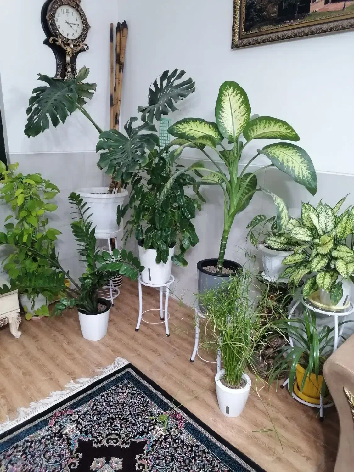 ویزیت تخصصی گیاه آپارتمانی در منزل|گل و گیاه طبیعی|کرمان, |دیوار