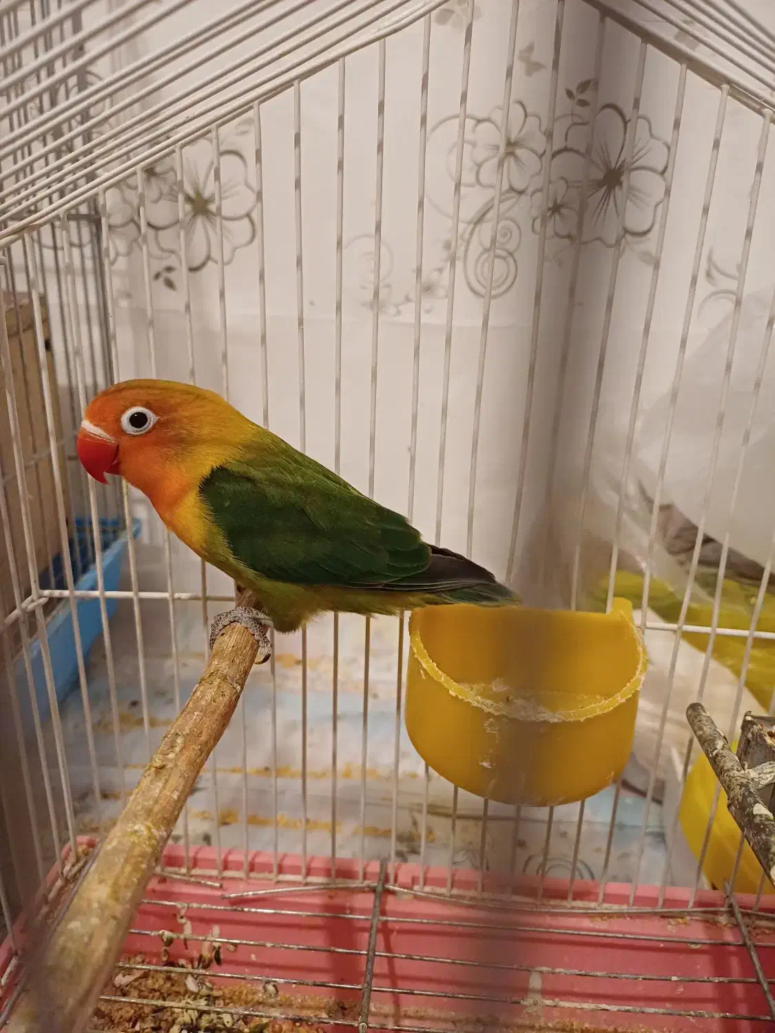 کوتوله فیشر|پرنده|خوانسار, |دیوار