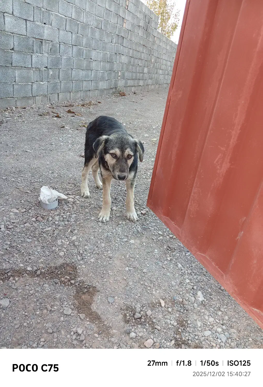 سرابی چهار چشم از نسل قدیم|سگ|مرند, |دیوار