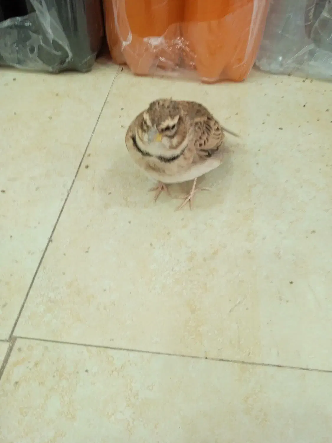 قناری خاکی|پرنده|سیرجان, |دیوار