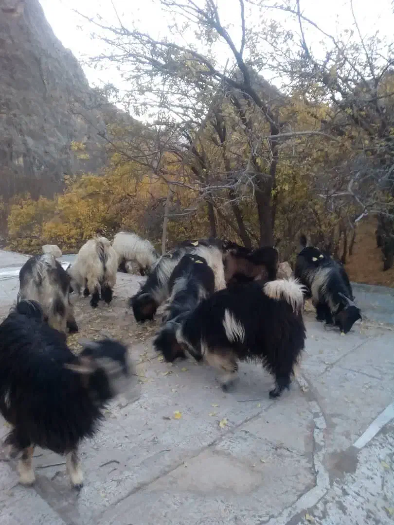 حیوان|حیوانات مزرعه|صمصامی, |دیوار