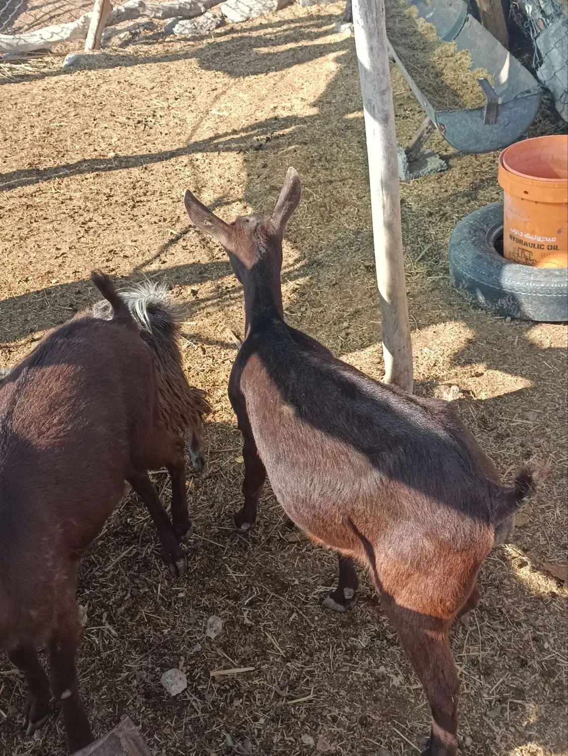 بز مورسیا|حیوانات مزرعه|جیرفت, |دیوار