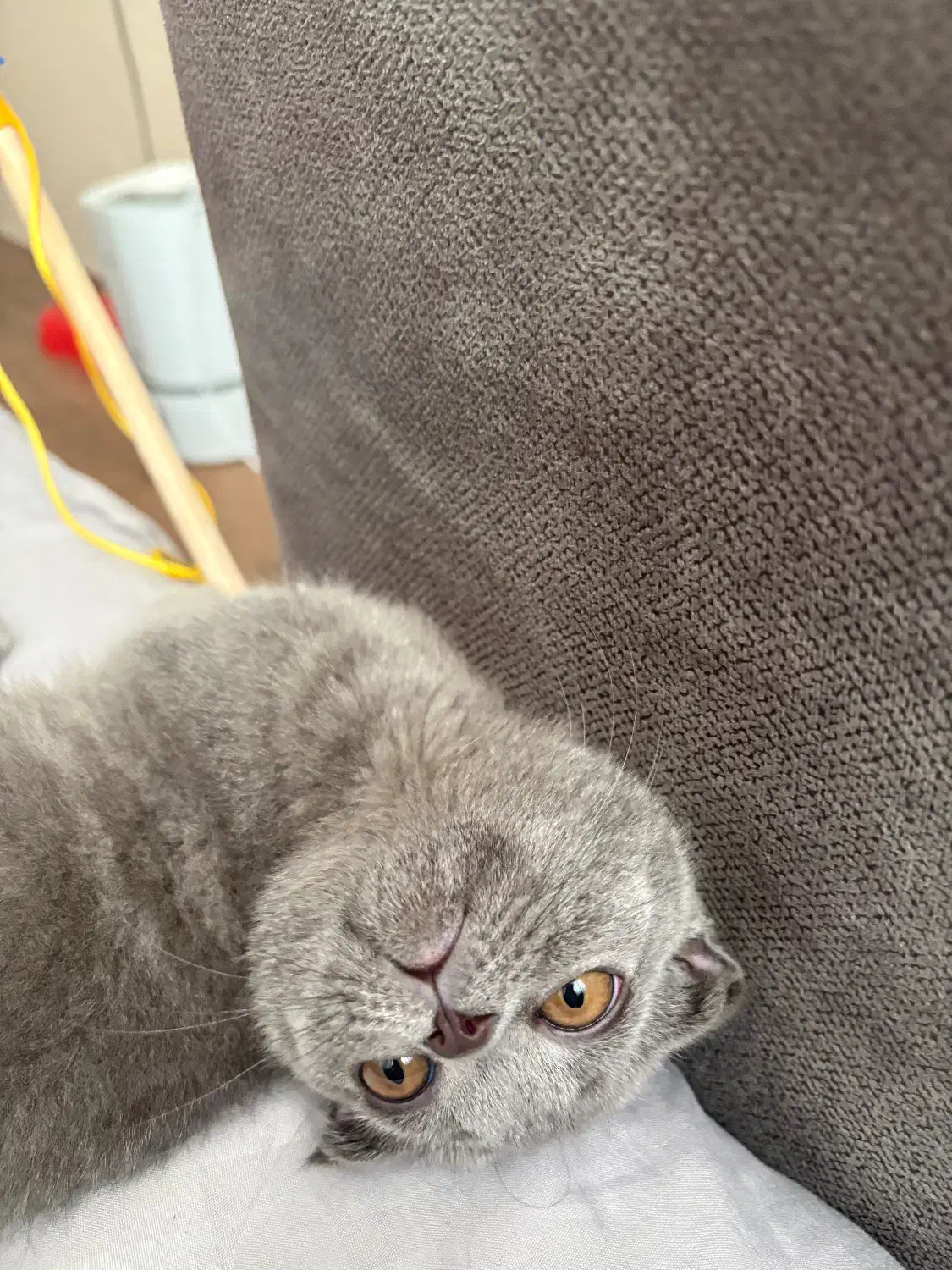 بچه گربه اسکاتیش بلو اصل|گربه|تهران, شهرک آزمایش|دیوار