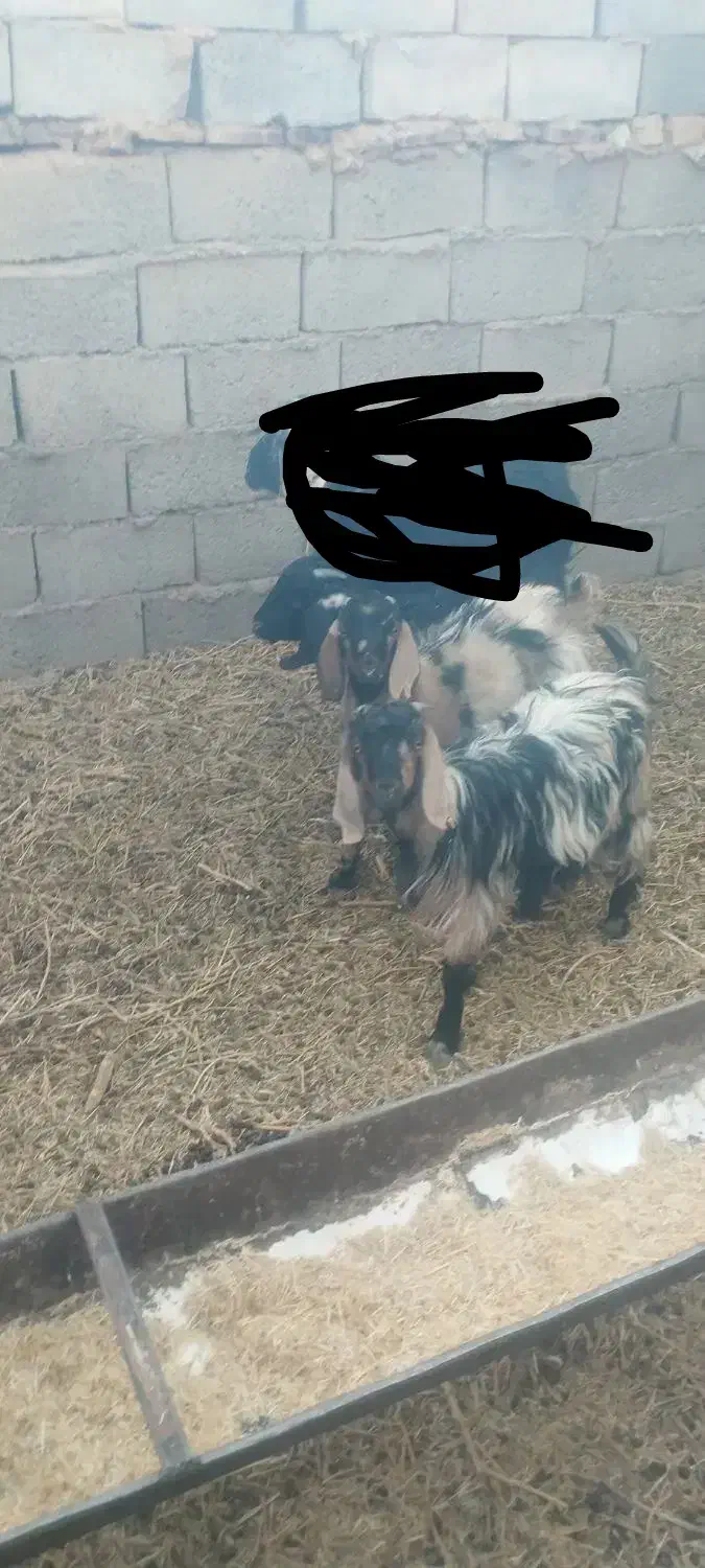 بزغاله دورگ پاکستانی ماده|حیوانات مزرعه|سده (خراسان جنوبی), |دیوار