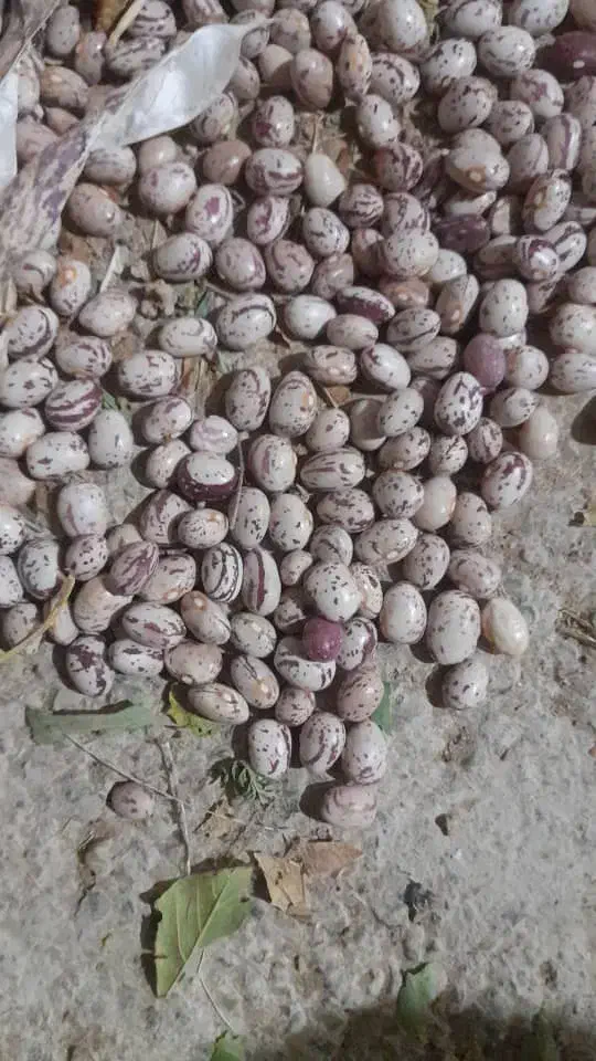 لوبیا چیتی بذری|خدمات باغبانی و درختکاری|بوئین و میاندشت, |دیوار