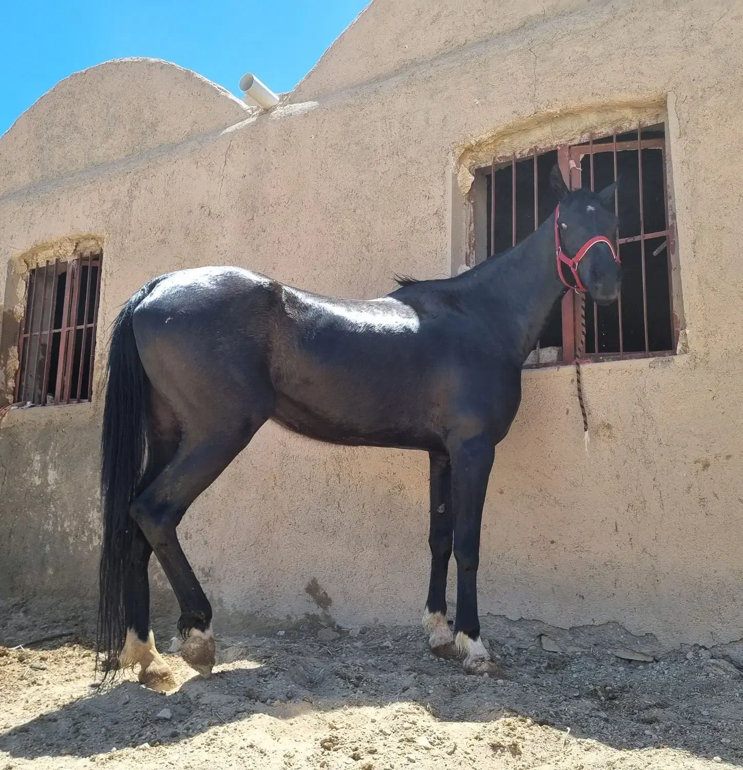 اسب مادیون عرب ایرانی|اسب و تجهیزات اسبسواری|ابرکوه, |دیوار