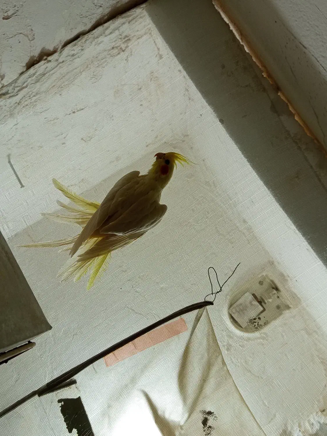 عروس لوتینو دستی ماده معاوضه با مرغ عشق،فنچ،کوتوله|پرنده|مشهد, شهرک مهر آباد|دیوار