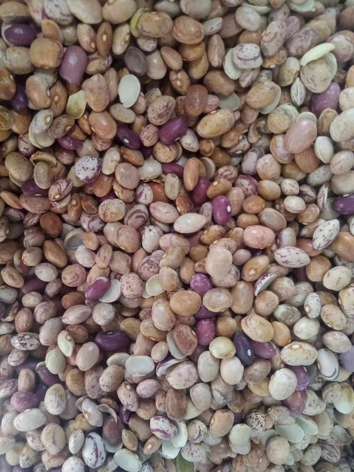 لوبیا چیتی|خوردنی و آشامیدنی|شیراز, سعدیه جنوبی|دیوار