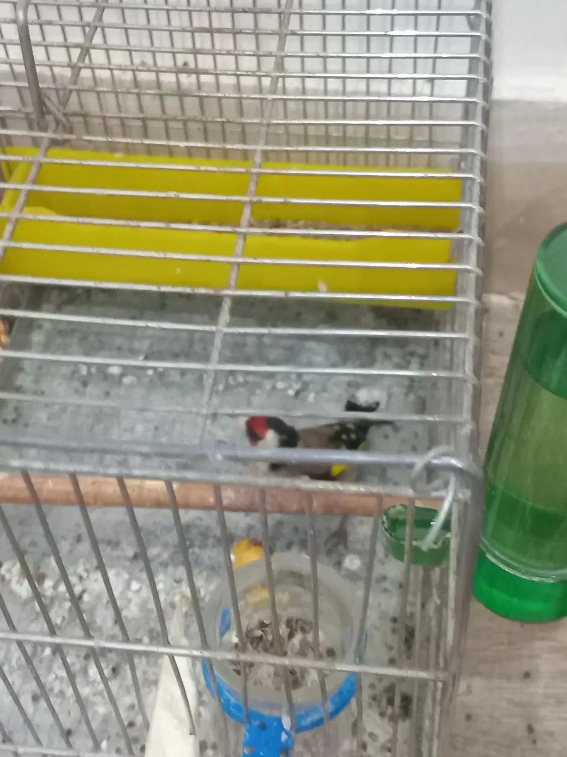 ربیعی|پرنده|اراک, |دیوار