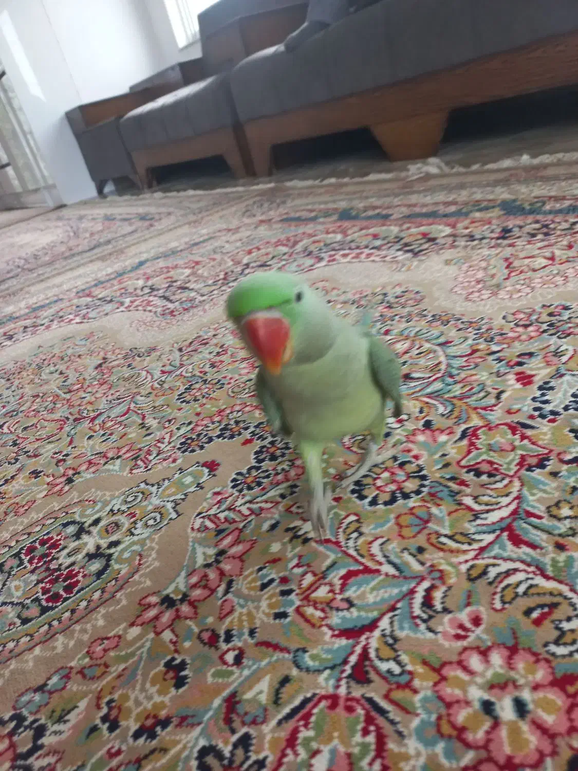 فروش شاه طوطی|پرنده|تهران, بوستان ولایت|دیوار