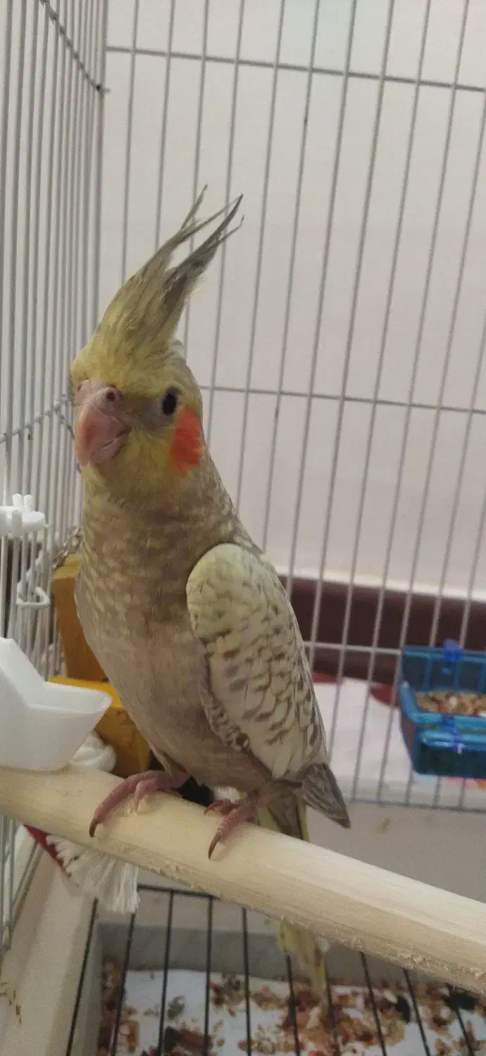 یک جفت عروس هلندی|پرنده|رشت, معلولین|دیوار