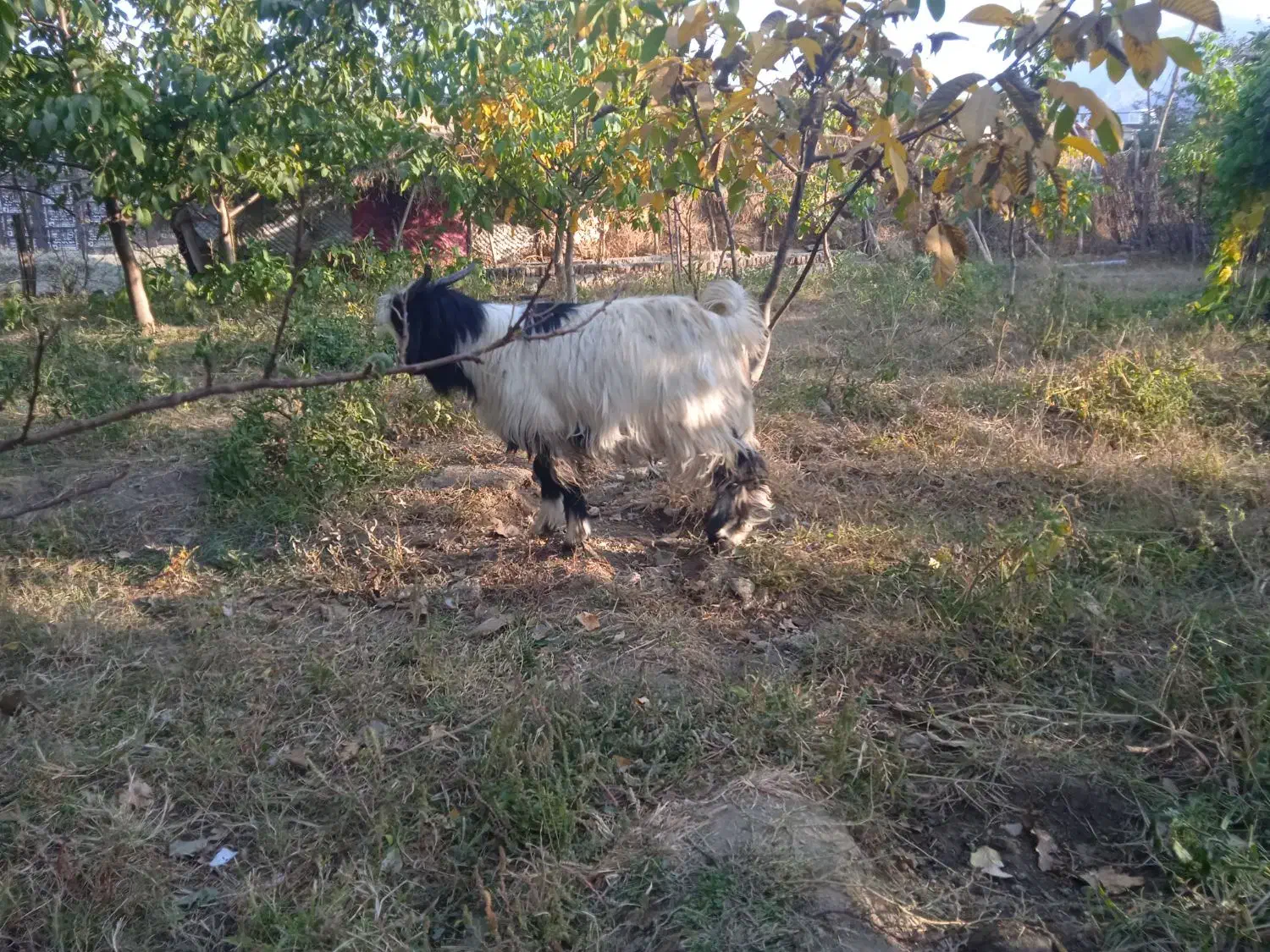 گیسکی نر|حیوانات مزرعه|پیرانشهر, |دیوار