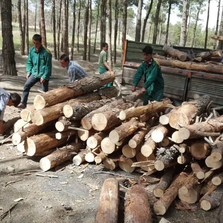 خرید چوب و الوار|خدمات باغبانی و درختکاری|اقبالیه, |دیوار