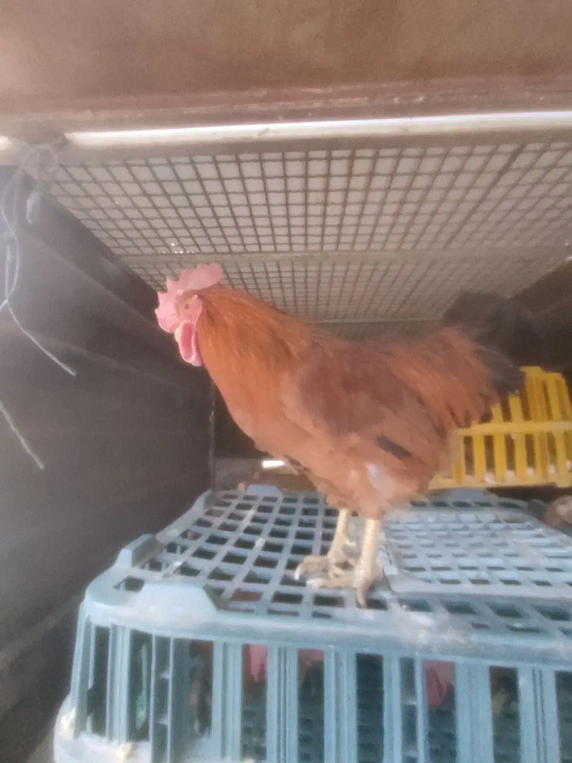 خروس|حیوانات مزرعه|طبس, |دیوار