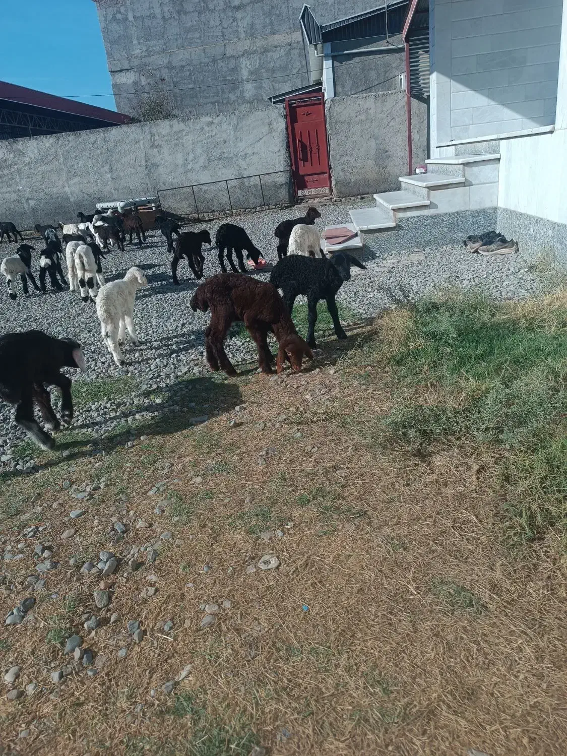 40راس بره ی شیری بار جدید|حیوانات مزرعه|آق قلا, |دیوار