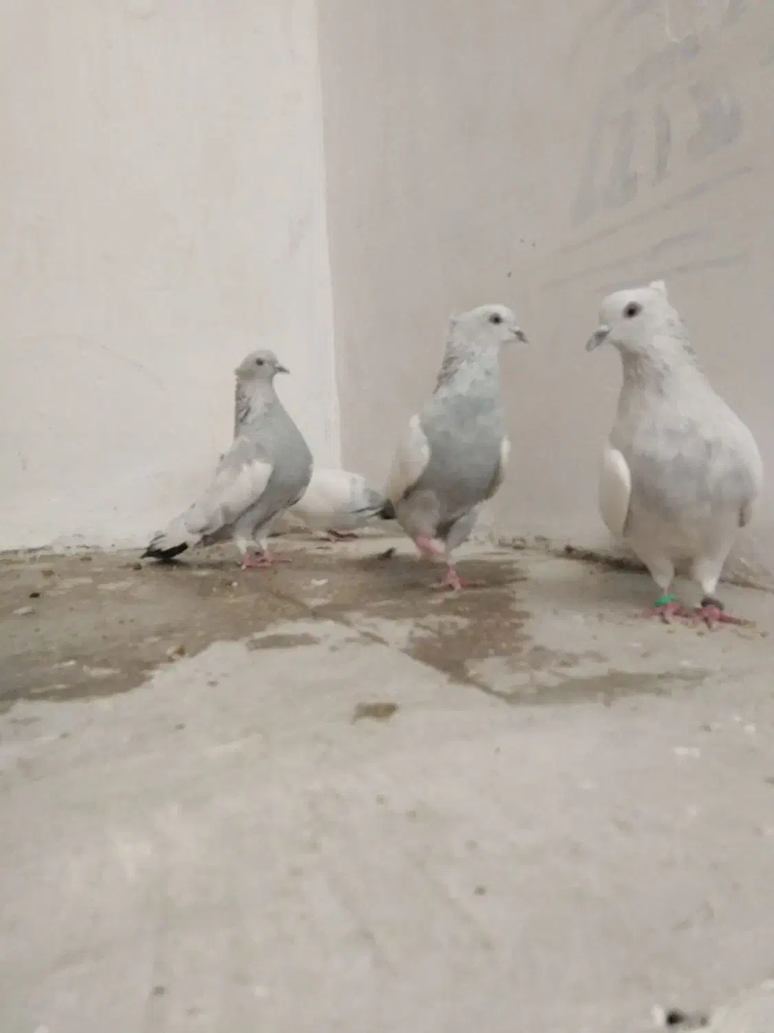 کبوتر سینه آبی جفتی|پرنده|شیراز, شهرک سراج‎|دیوار